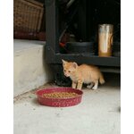 Alimentation équilibrée pour chat exigeant Royal Canin