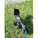 Harnais chat Batman noir