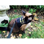 Harnais chat Batman noir