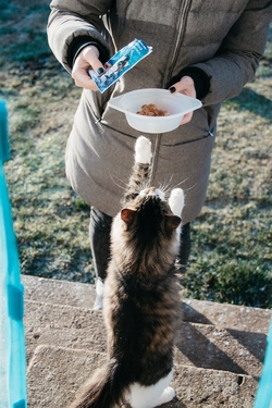Alimentation pour les Chats