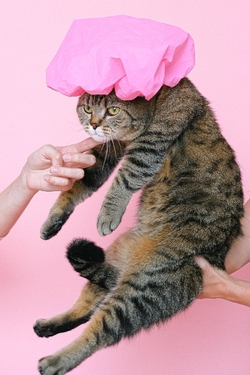 Accessoires Toilettage chat