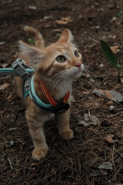 Harnais pour vos chats : Sécurité, liberté