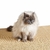 Chaton jouant sur tapis griffoir sisal naturel antidérapant