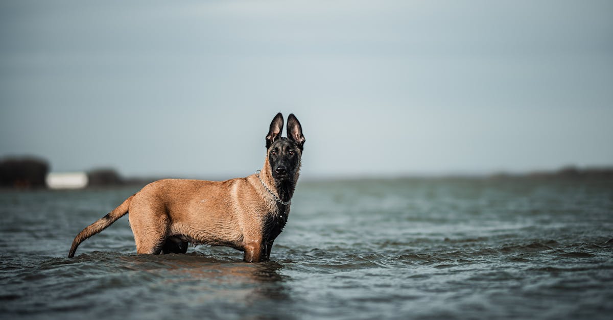 photos gratuites de animal de compagnie belge malinois chien