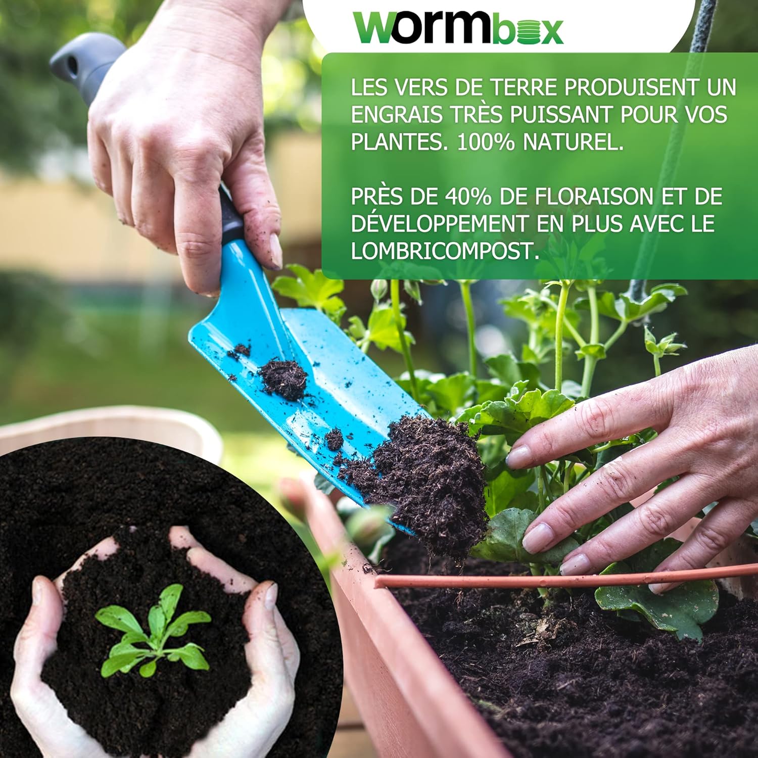Lombricompost utilisé à la pelle pour rempoter une jeune plante