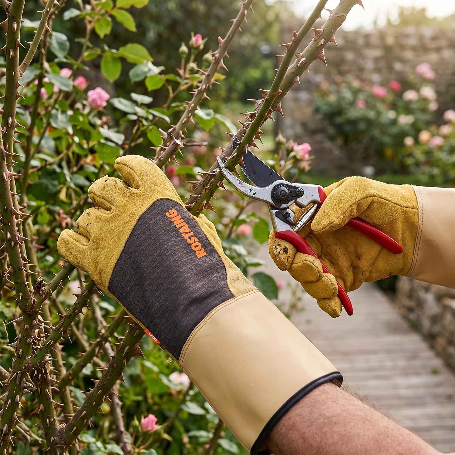 Gants Rostaing Roncier IT10 portés pour tailler un rosier épineux au sécateur