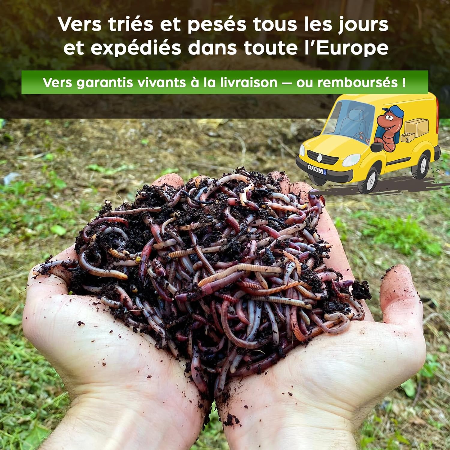 Poignée de vers de compost dans des mains, avec fourgon de livraison et vers garantis vivants