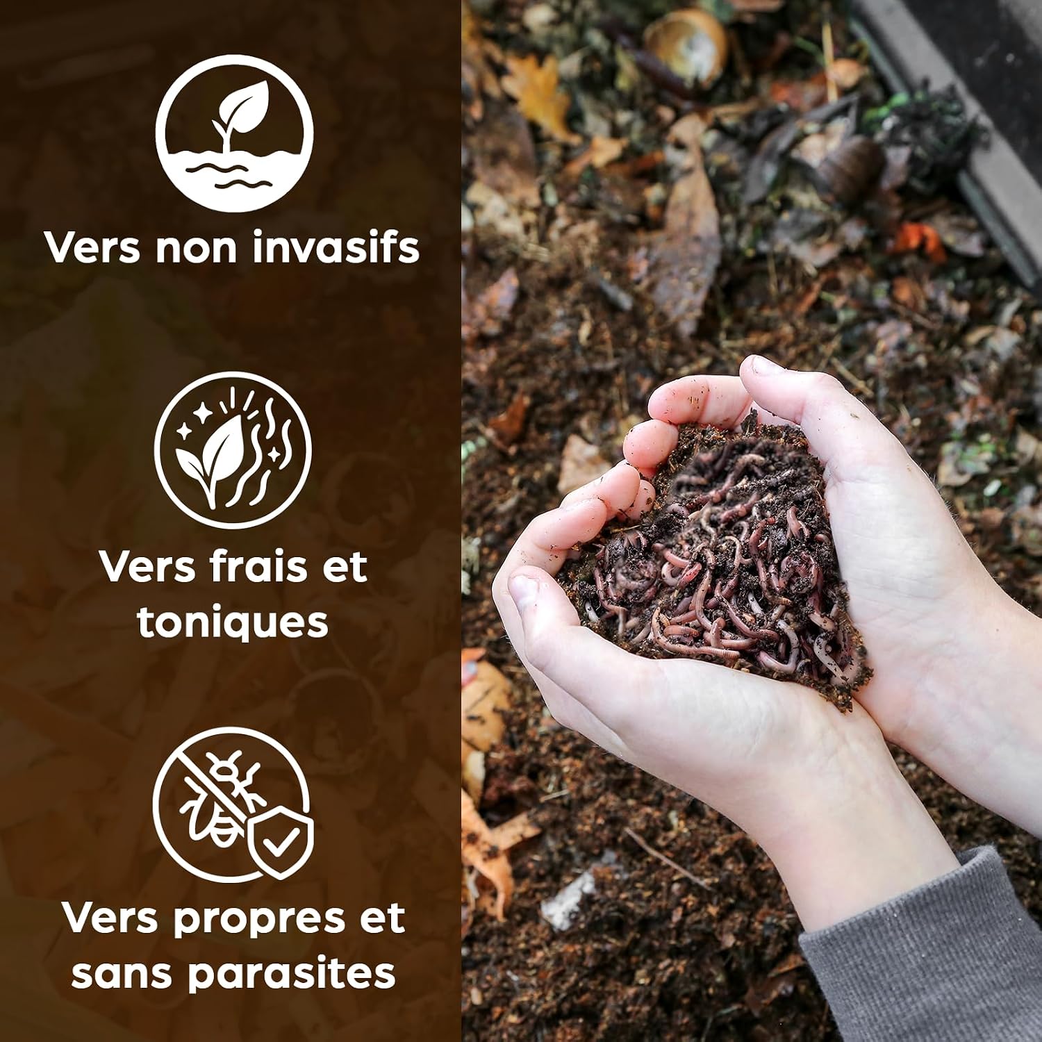 Mains tenant des vers de compost frais, non invasifs et sans parasites