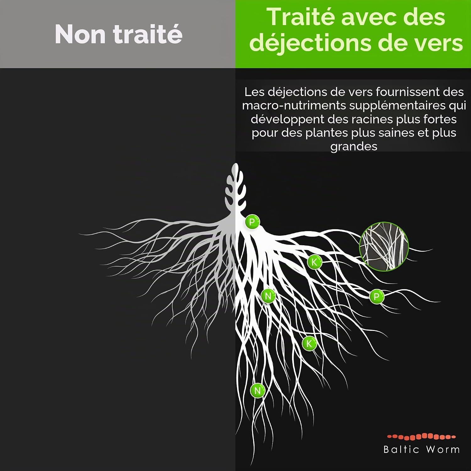 Comparaison de racines de plantes sans traitement et avec des déjections de vers