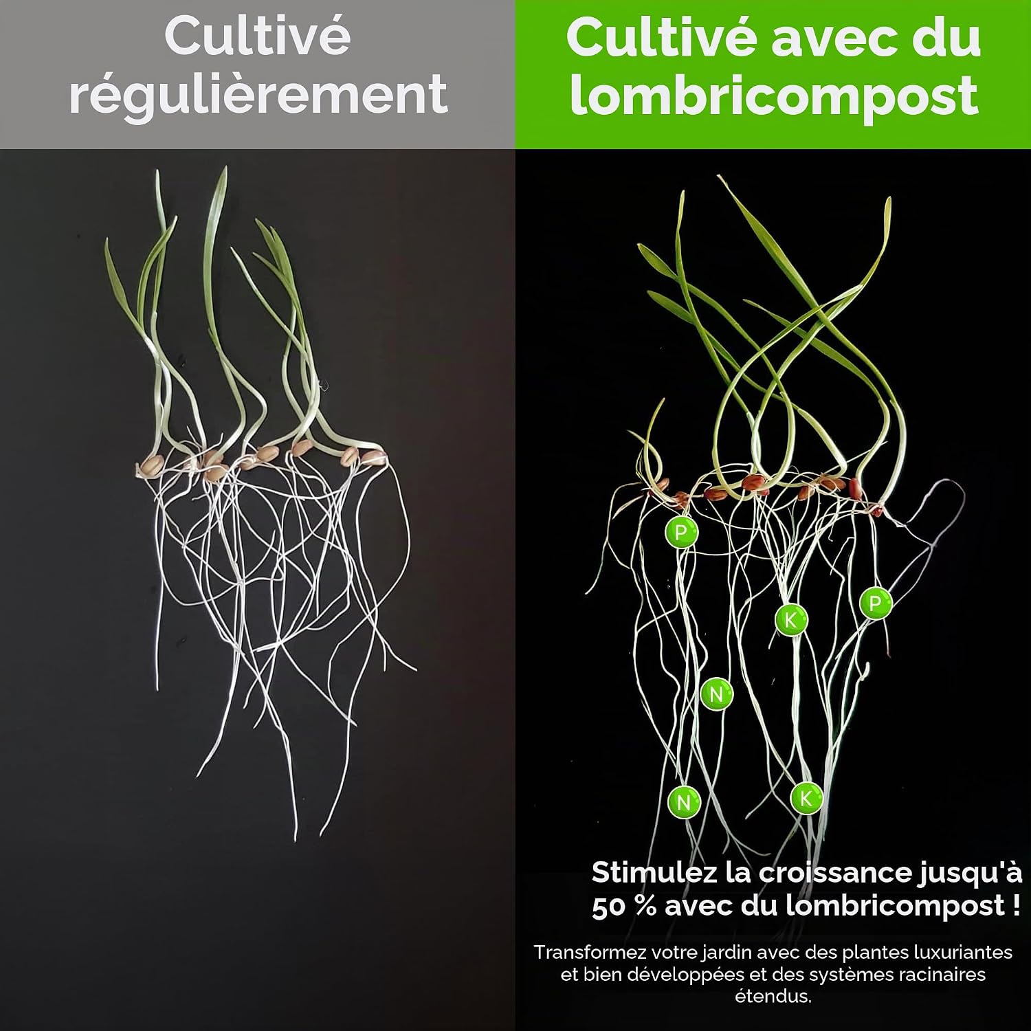 Comparaison de pousses cultivées normalement et avec du lombricompost, pour une croissance jusquà 50 % supérieure