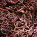 Gros plan sur des vers de compost rouges mélangés à du terreau