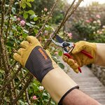 Gants Rostaing Roncier IT10 portés pour tailler un rosier épineux au sécateur