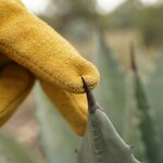 Gros plan sur le cuir épais dun gant face à une épine dagave