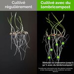 Comparaison de pousses cultivées normalement et avec du lombricompost, pour une croissance jusquà 50 % supérieure