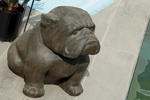 bulldog-assis (1)