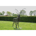 MA22-cerf-mes