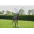 MA22-cerf-mes