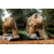 Design sans titre - 2025-09-25T202648.240