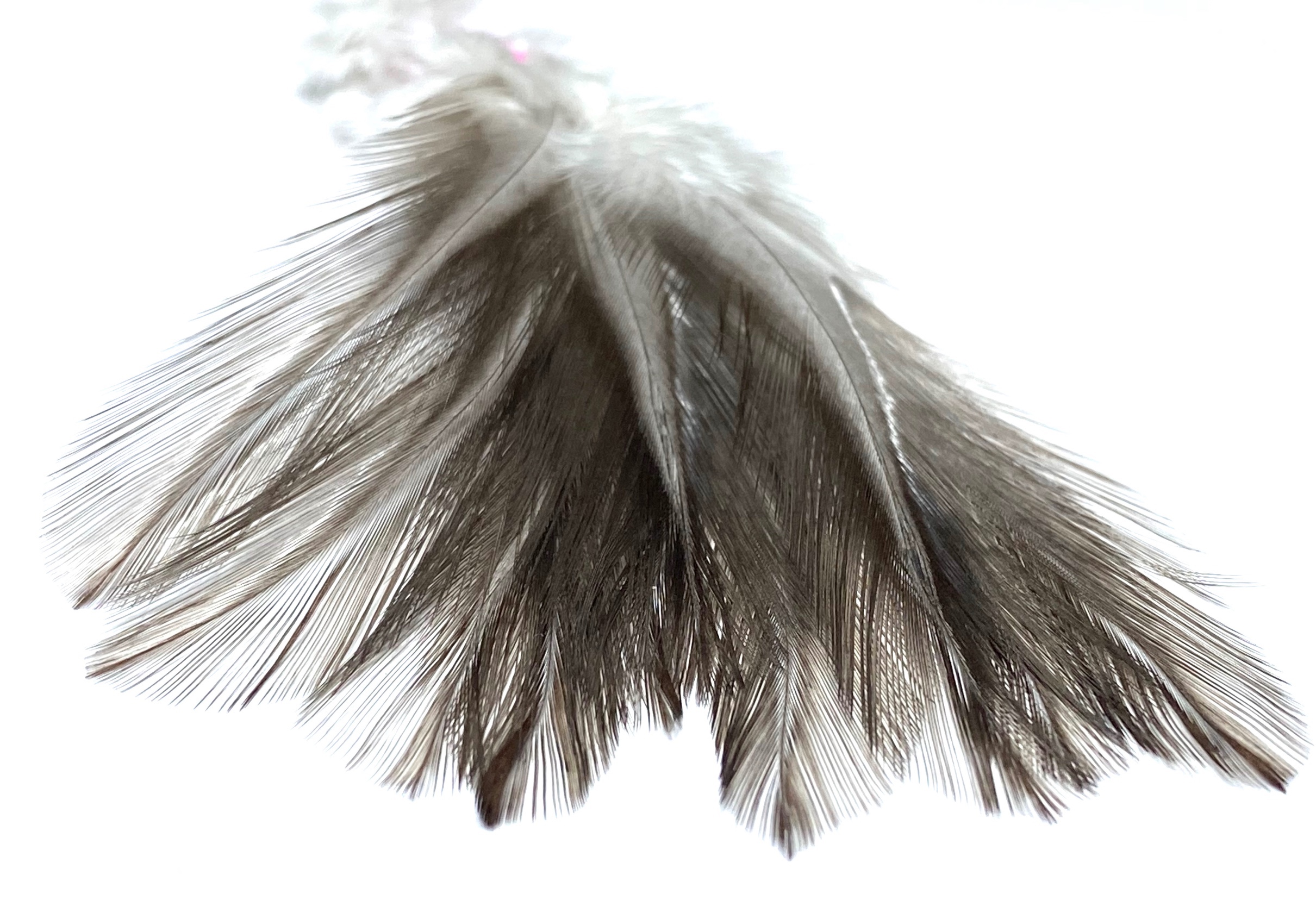 plume de coq
