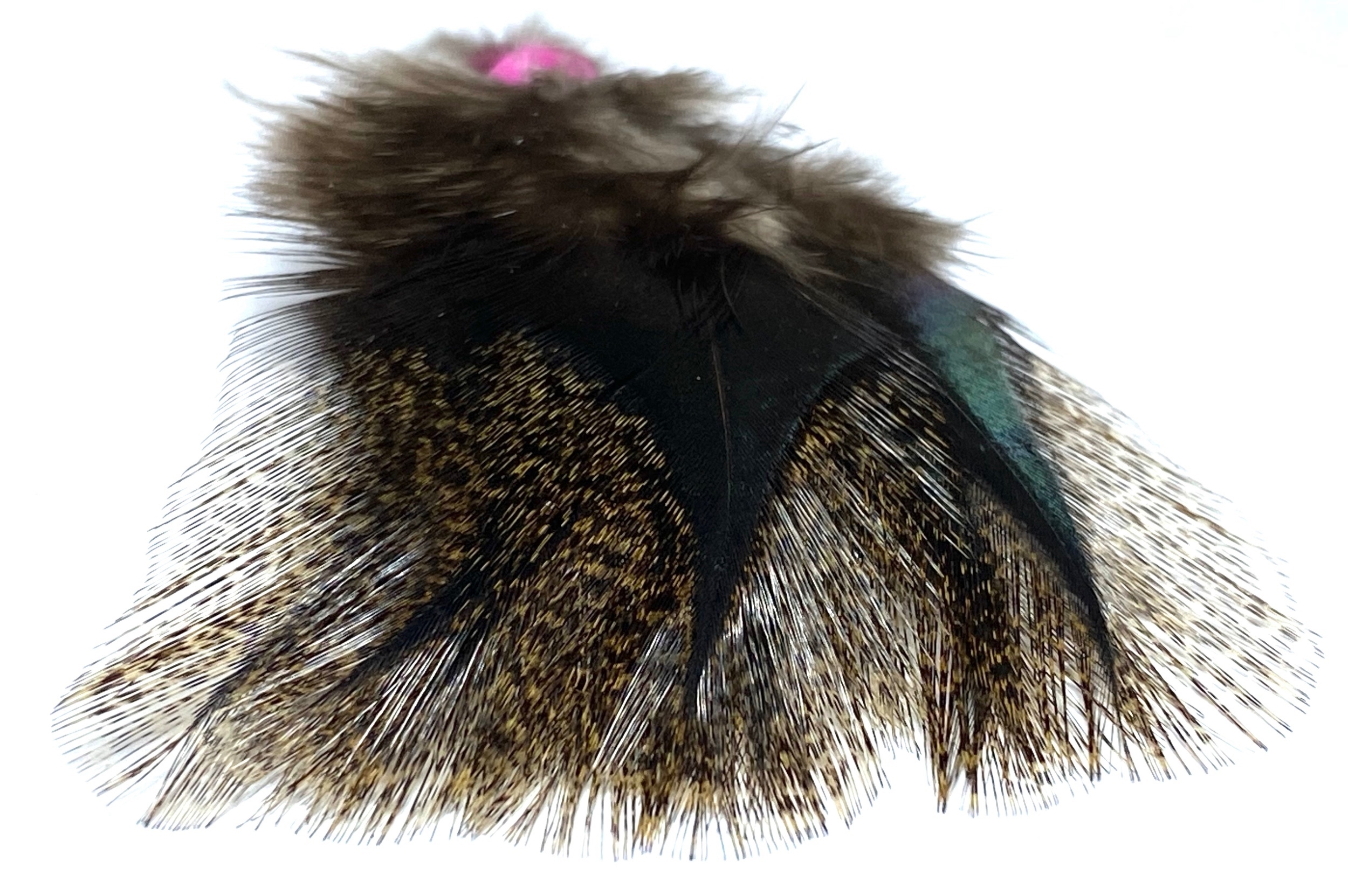 plume de coq