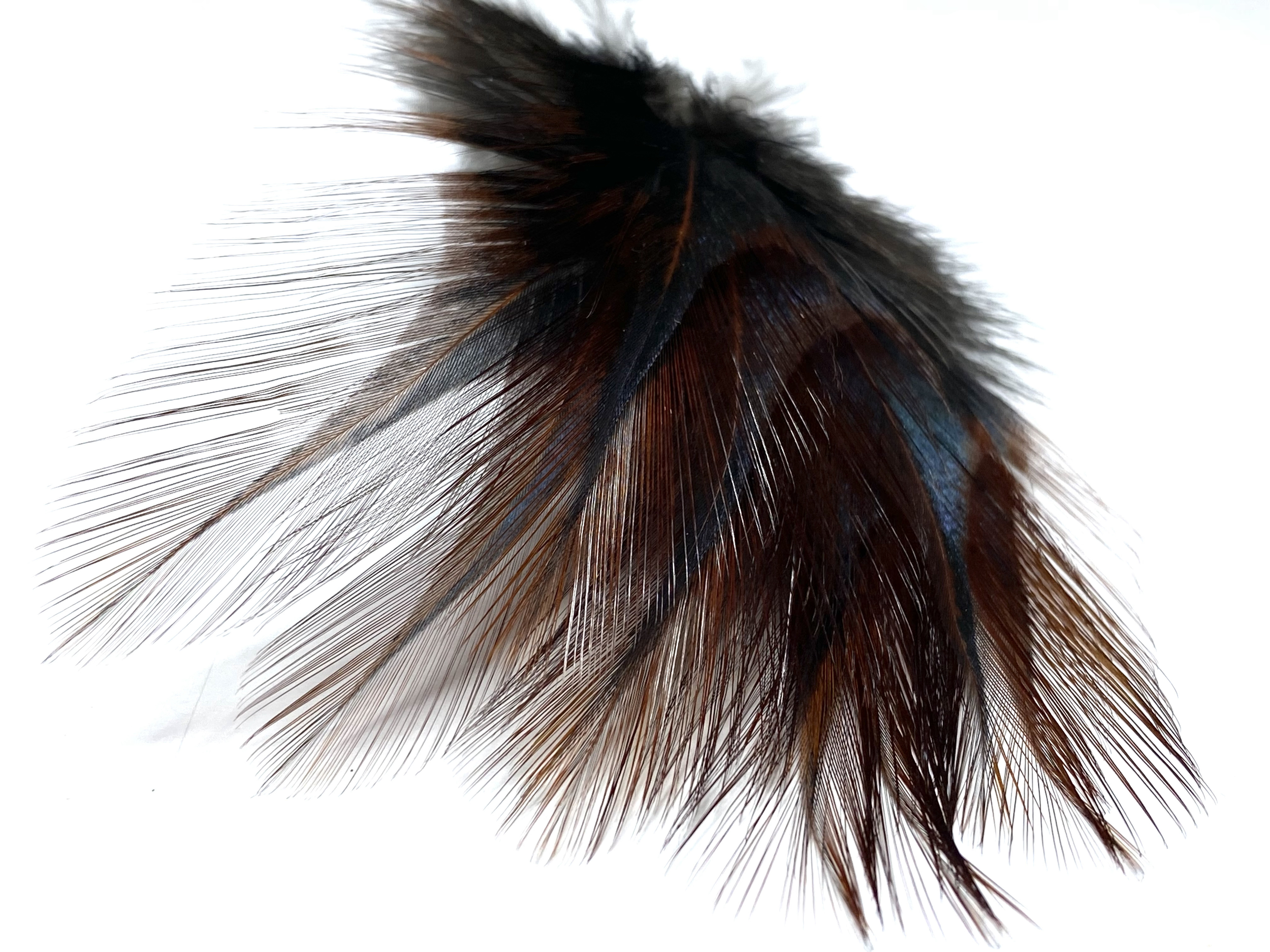 coq plume