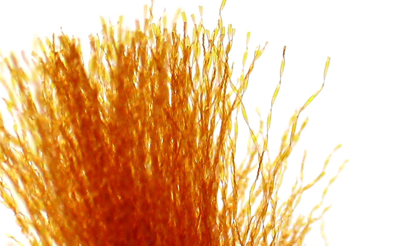 textreme