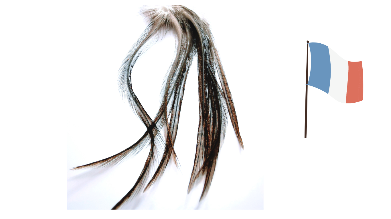 plume de coq