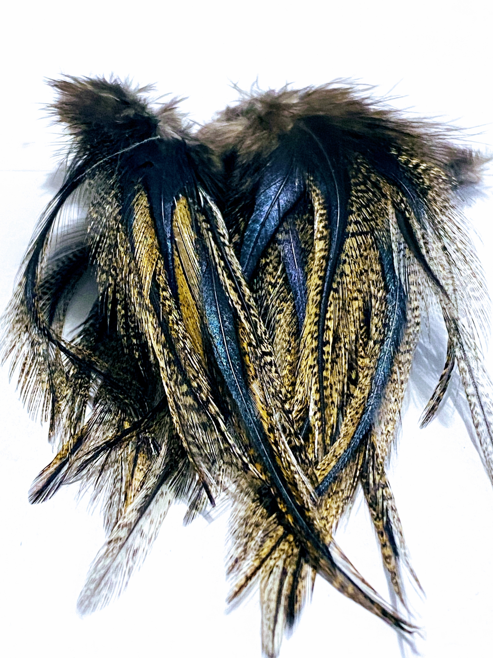 plume coq pardo