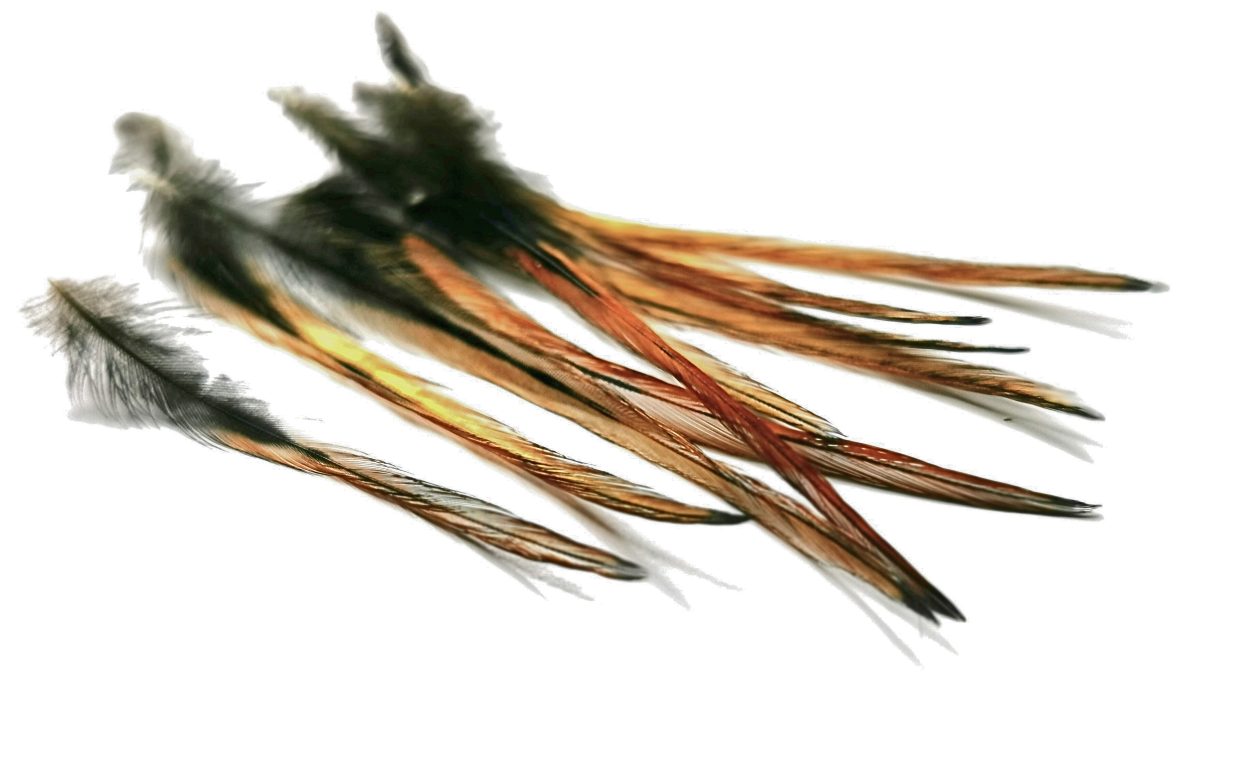 plumes coq limousin roux