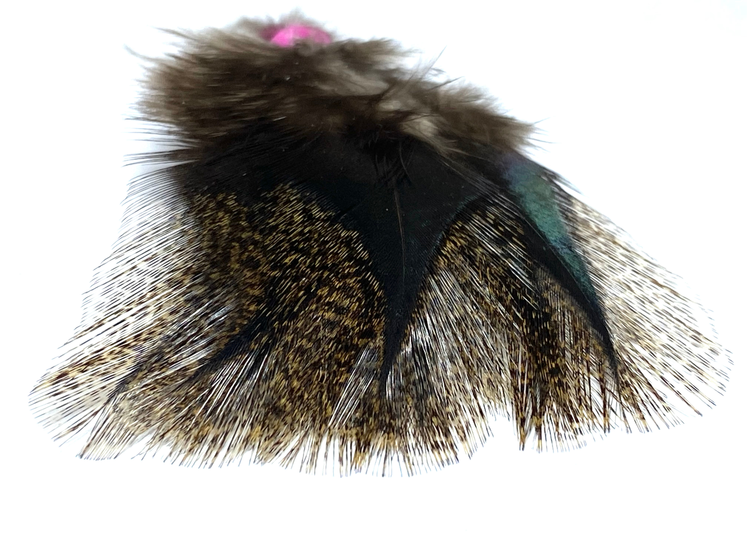 plumes coq pardo