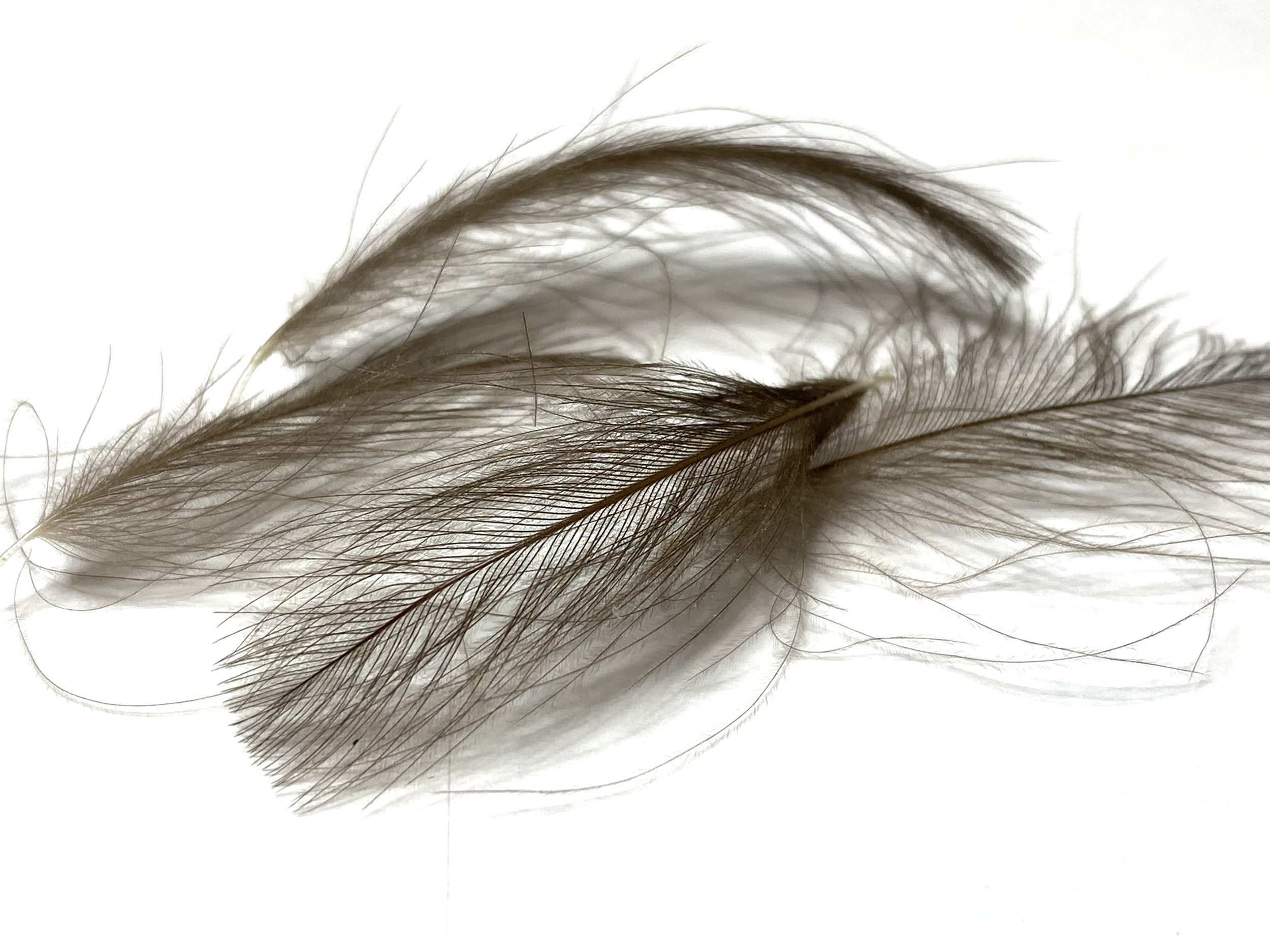 plume cul de canard