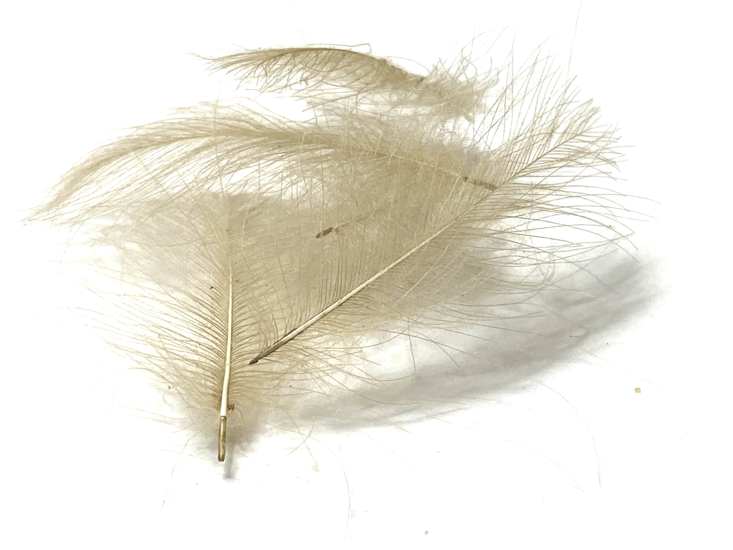 plume cdc