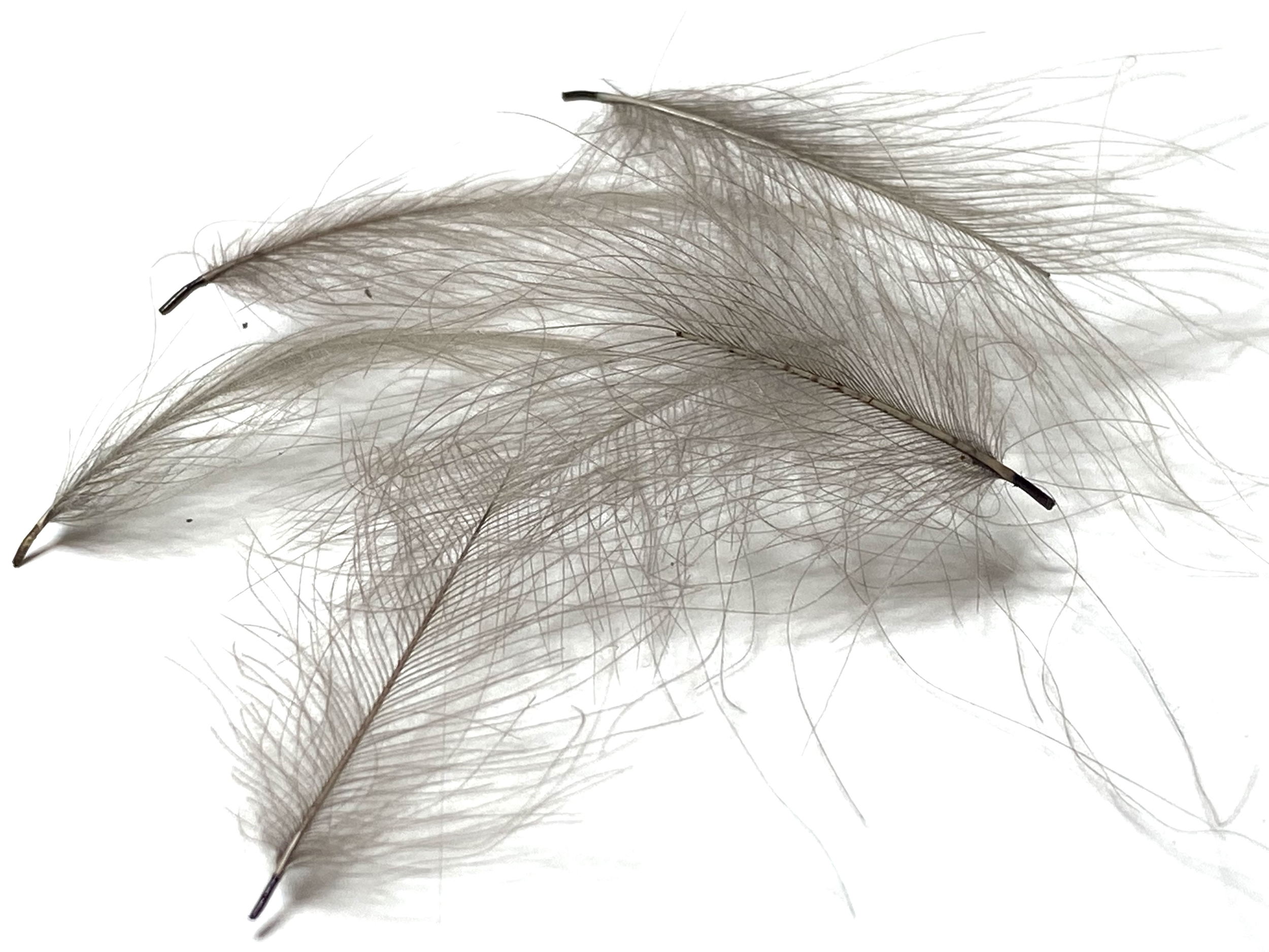 plume cul de canard