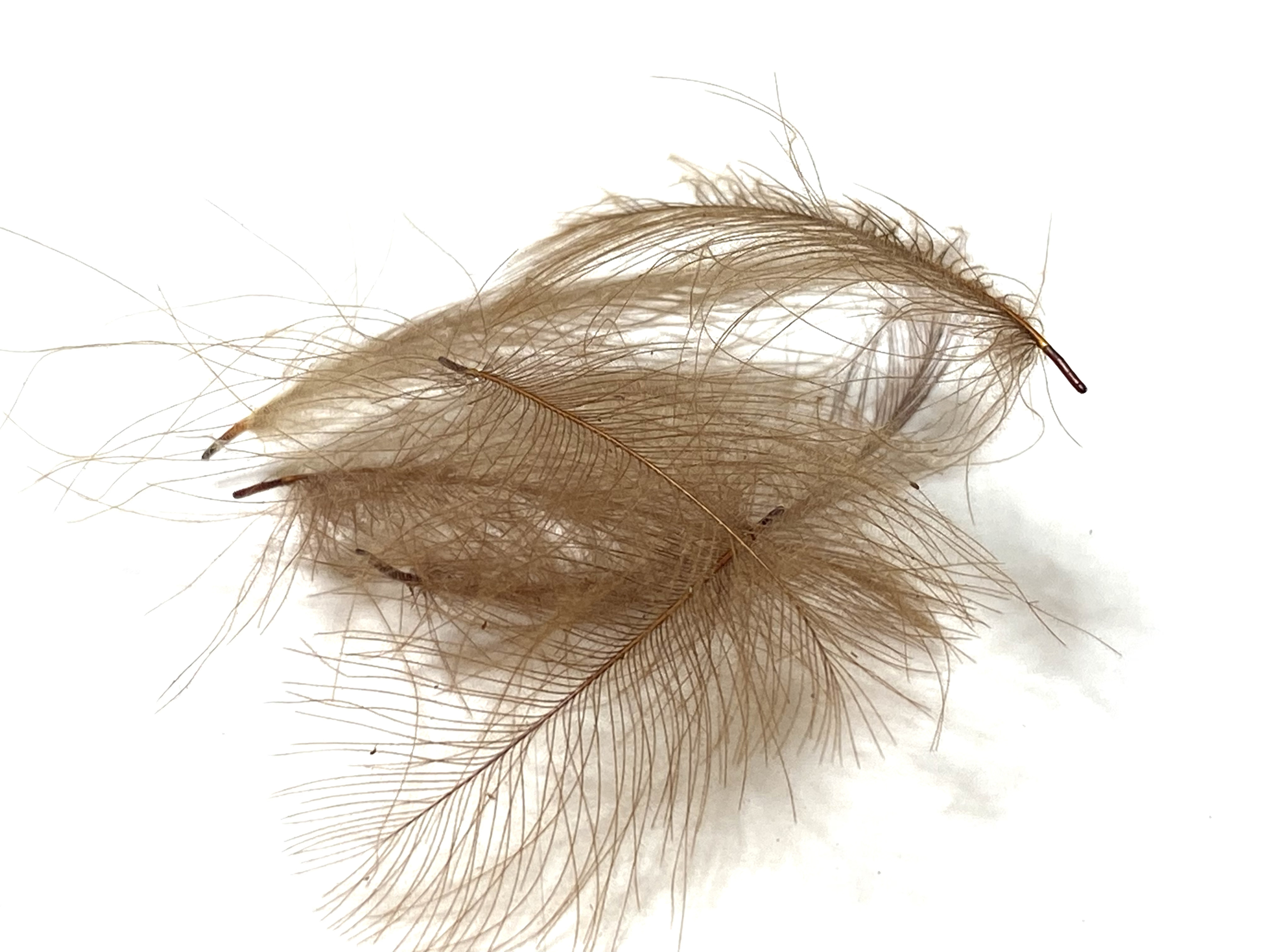 plume cdc