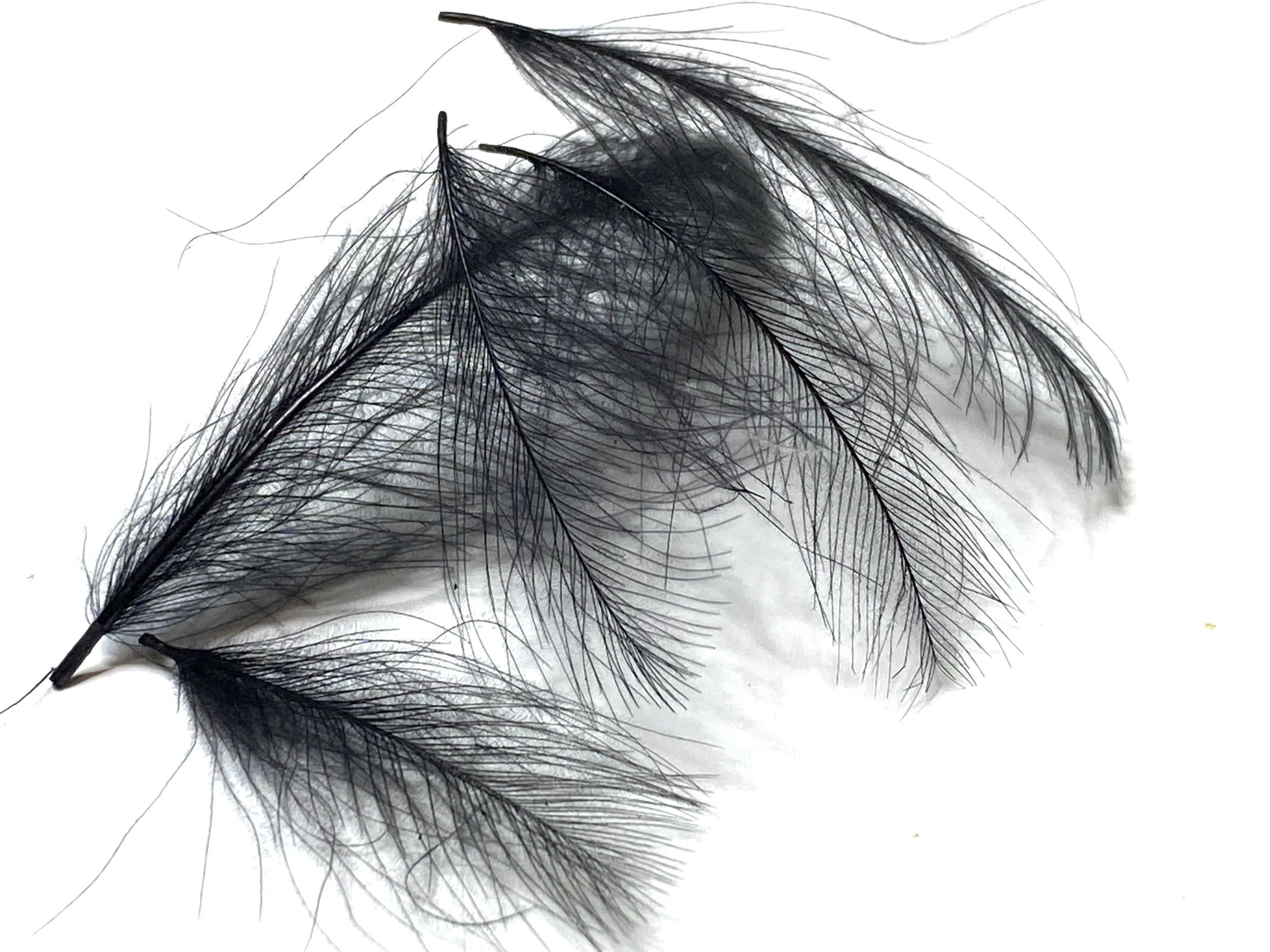 plume cdc