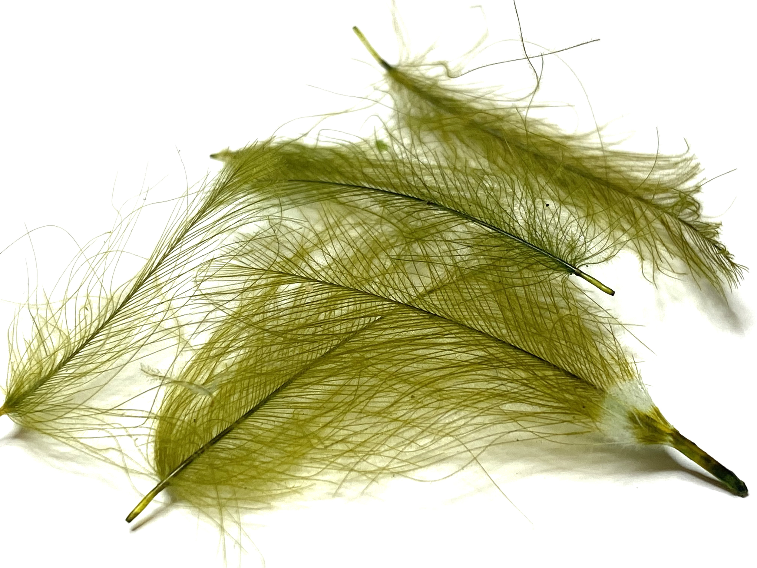 plume cul de canard