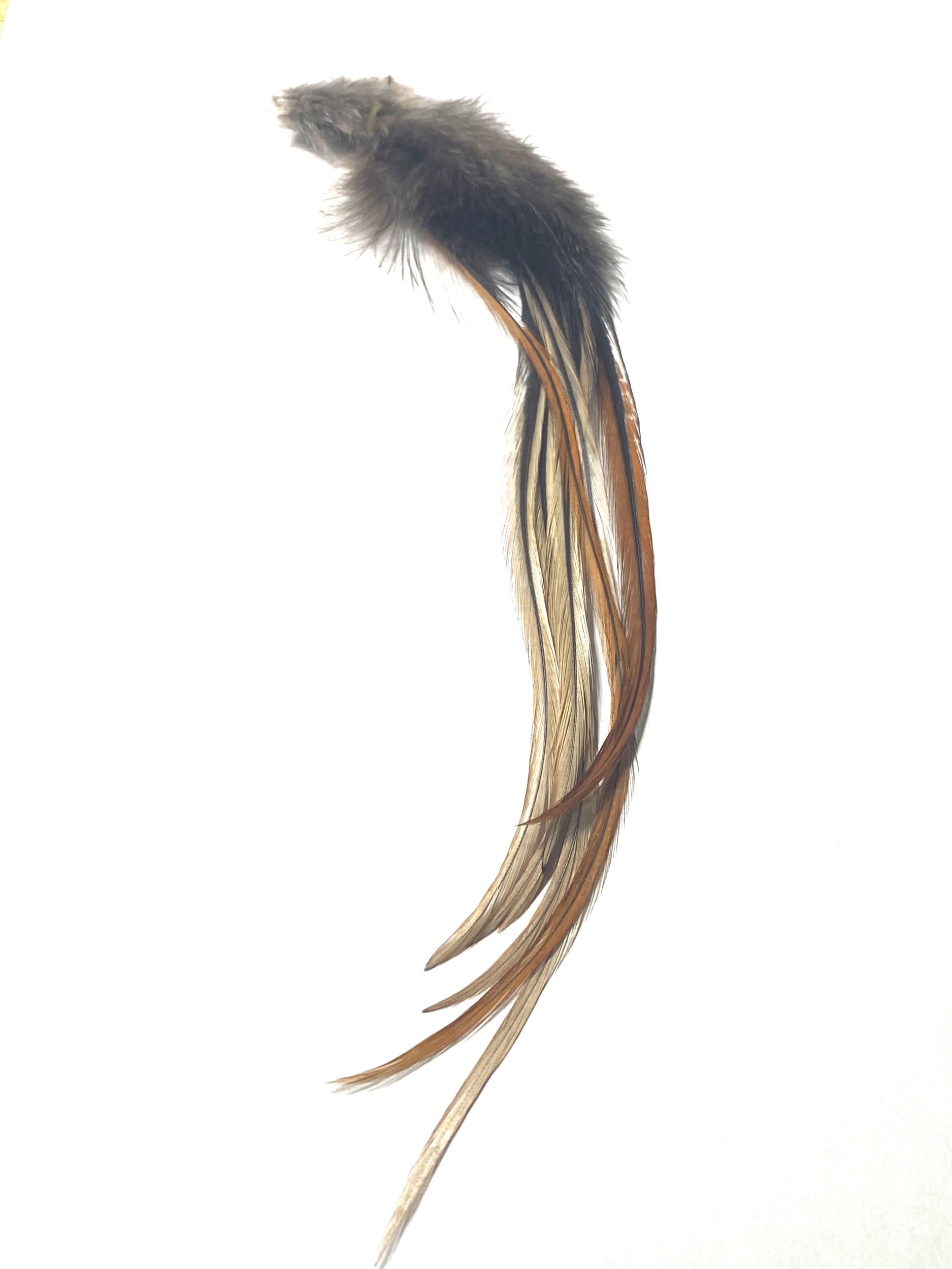 plumes coq limousin