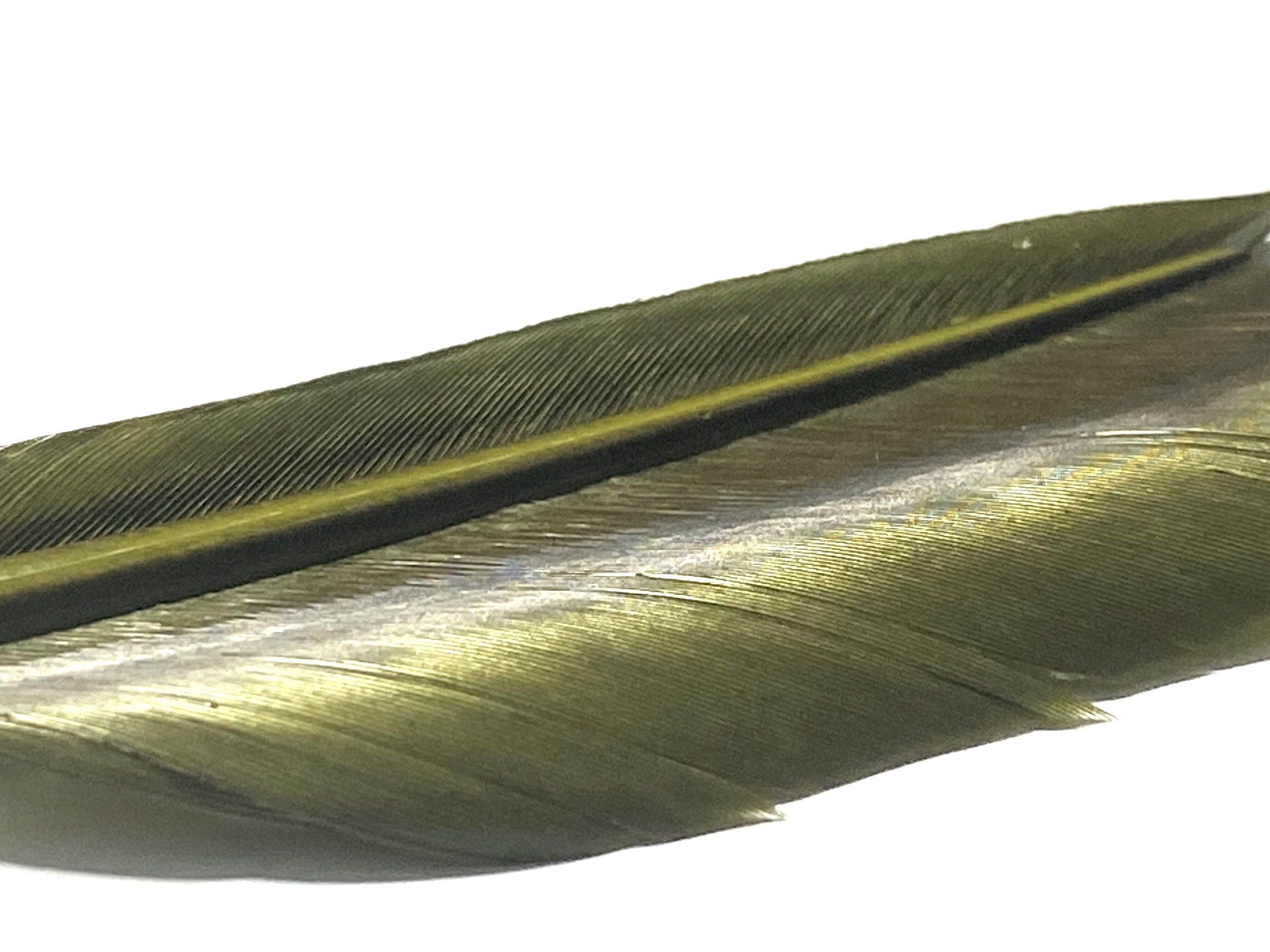 plumes substitut de condor medium olive