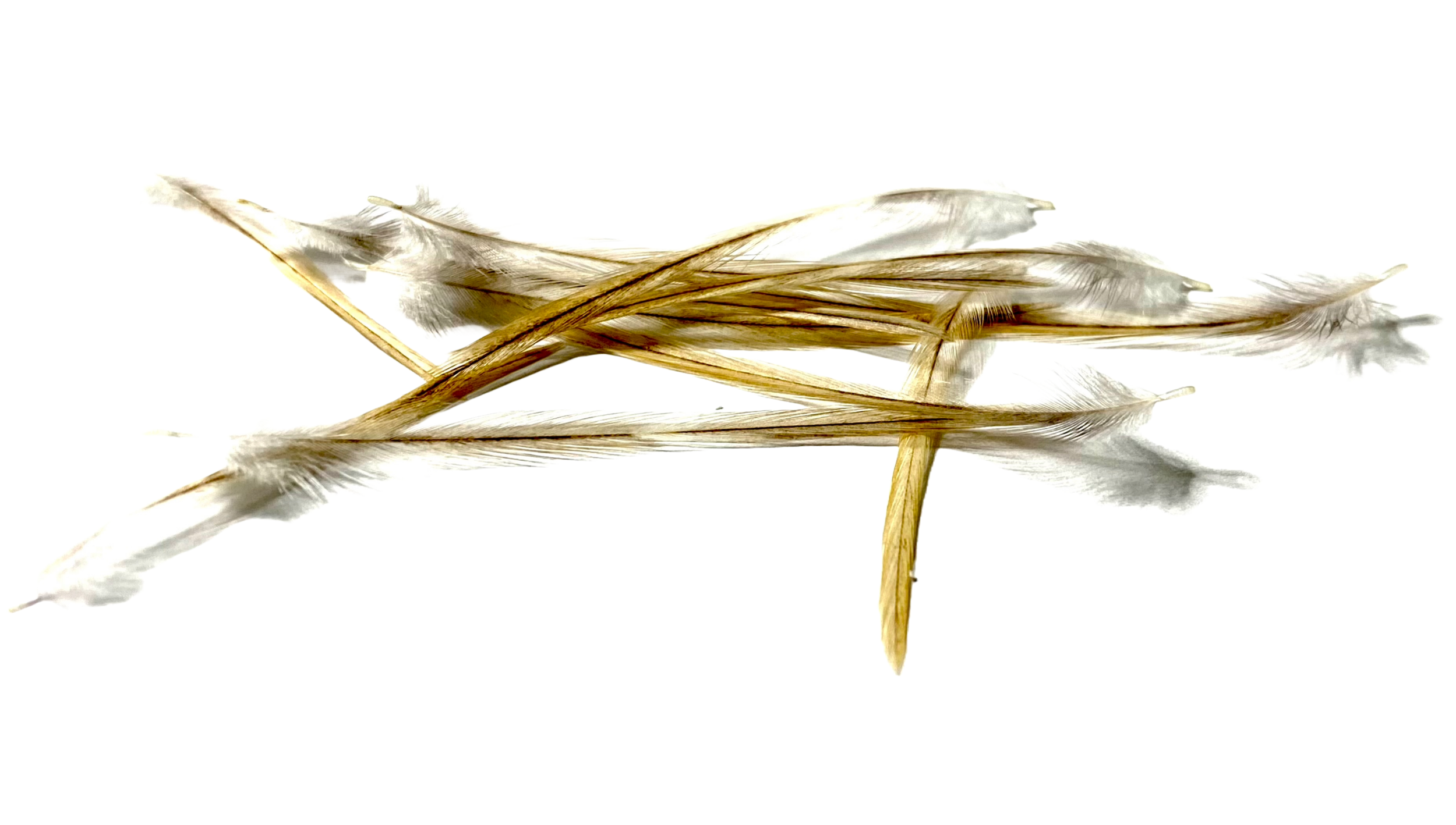 plumes de coq limousin miel