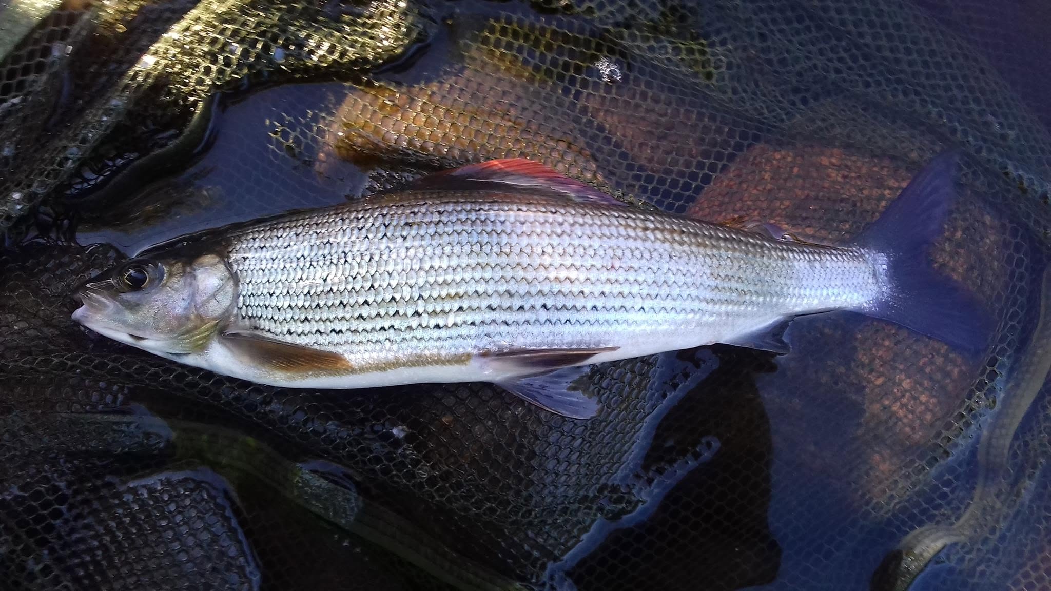 Pêcher l’Ombre Commun avec succès :