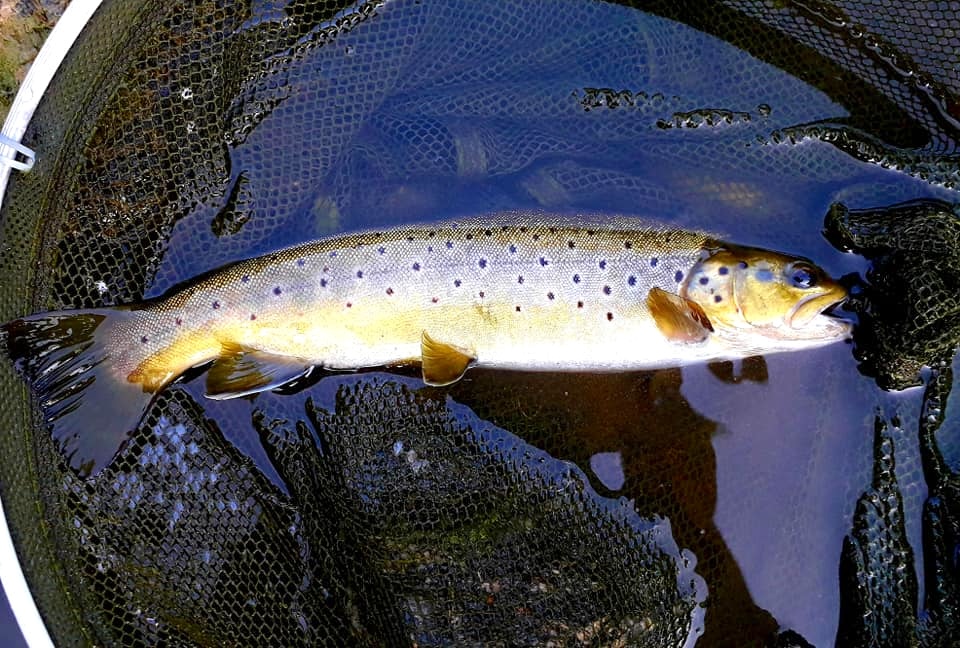 truite fario de la lozere