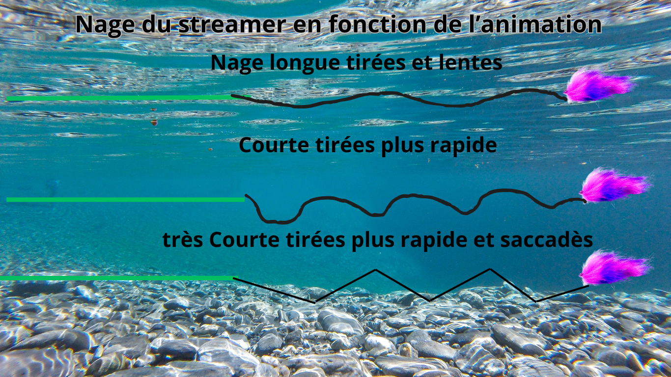 les différentes types d'animations