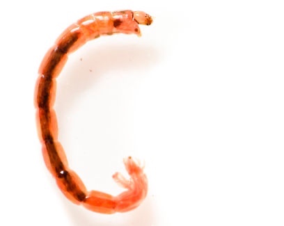 larve de chironome