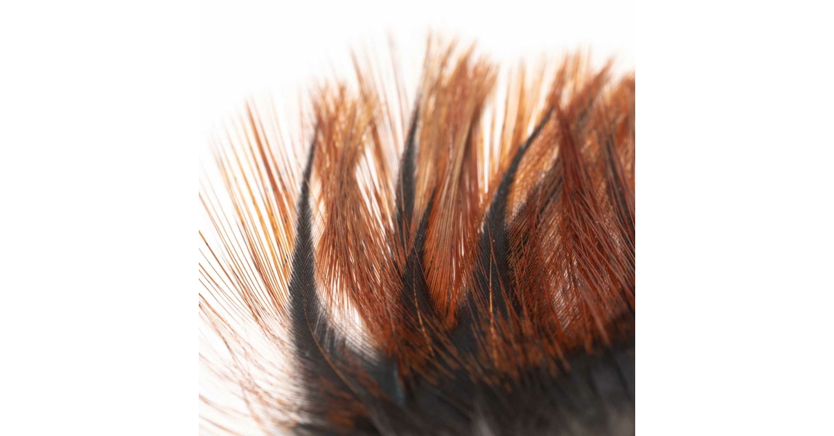 10 Plumes Coq Pardo De Leon Rubion Pour Pêche à La Mouche – Flottant – Eau Douce – Fabrication France