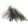plume de coq