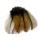plume de coq