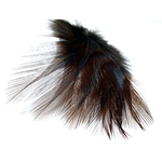 coq plume
