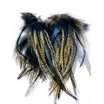 plume coq pardo