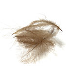 plume cdc