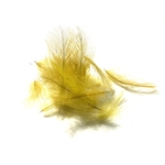 plumes cdc
